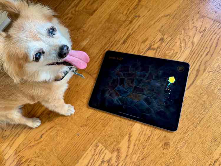 The ultimate in pet entertainment: Jolly Dog [Awesome Apps]